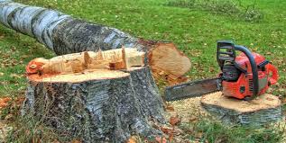Best Root Management and Removal  in Beesleys Point, NJ