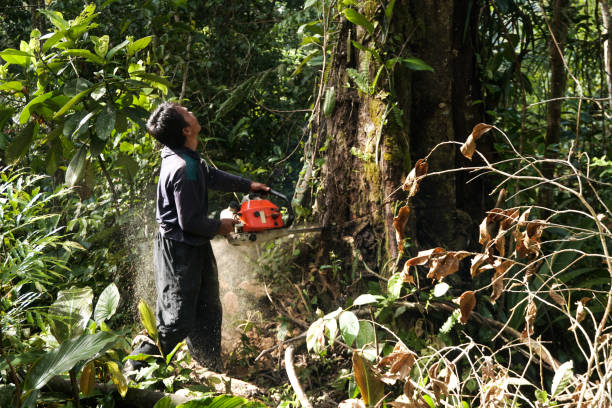 Best Tree Risk Assessment  in Beesleys Point, NJ
