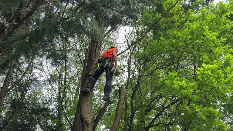 Best Tree Health Inspection  in Beesleys Point, NJ