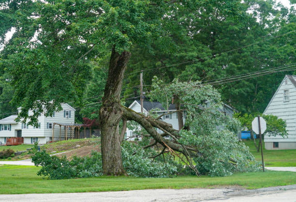 Best Tree Cabling and Bracing  in Beesleys Point, NJ